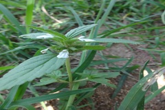 Leucas nutans